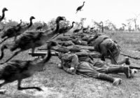The Great Emu War Australia soldiers fighting against emu